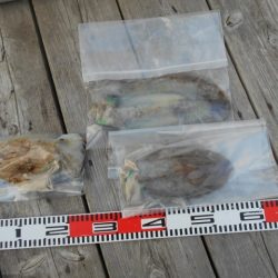 こかわ渡船　雅丸 釣果