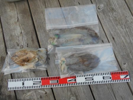 こかわ渡船　雅丸 釣果