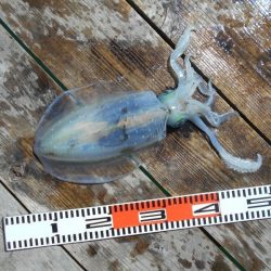 こかわ渡船　雅丸 釣果