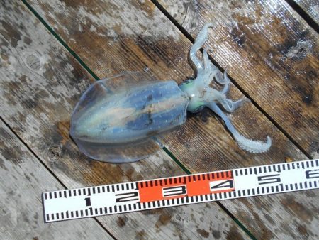 こかわ渡船　雅丸 釣果