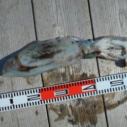 こかわ渡船　雅丸 釣果