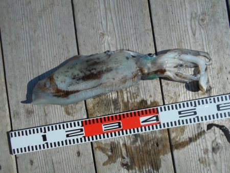 こかわ渡船　雅丸 釣果