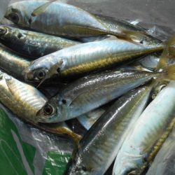 こかわ渡船　雅丸 釣果