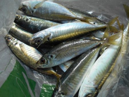 こかわ渡船　雅丸 釣果