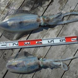 こかわ渡船　雅丸 釣果