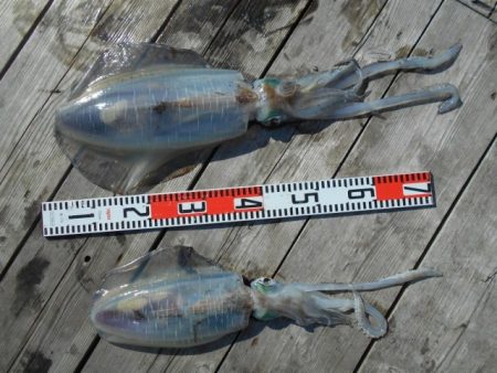 こかわ渡船　雅丸 釣果