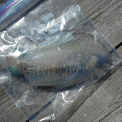 こかわ渡船　雅丸 釣果