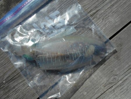 こかわ渡船　雅丸 釣果