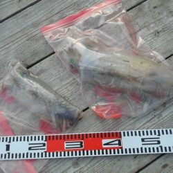 こかわ渡船　雅丸 釣果