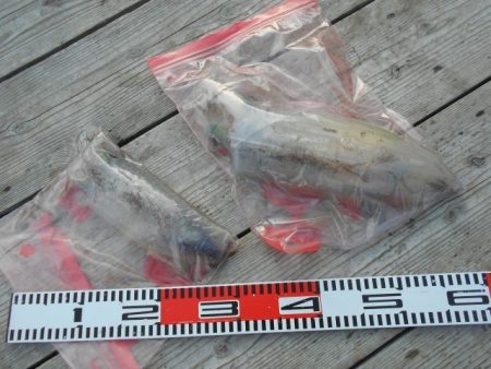 こかわ渡船　雅丸 釣果