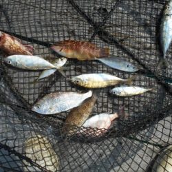 こかわ渡船　雅丸 釣果