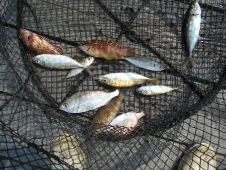 こかわ渡船　雅丸 釣果