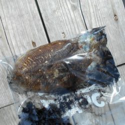 こかわ渡船　雅丸 釣果