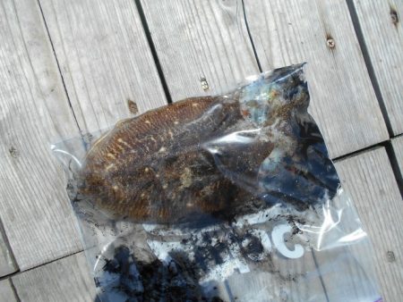 こかわ渡船　雅丸 釣果