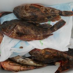 こかわ渡船　雅丸 釣果