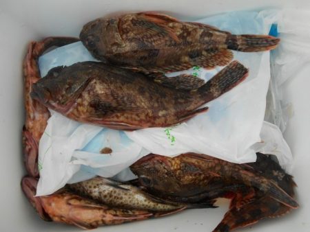 こかわ渡船　雅丸 釣果