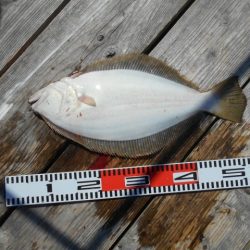 こかわ渡船　雅丸 釣果