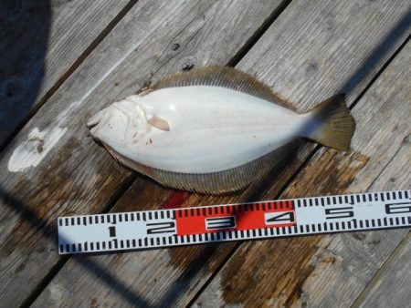 こかわ渡船　雅丸 釣果