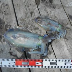 こかわ渡船　雅丸 釣果