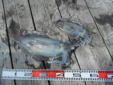 こかわ渡船　雅丸 釣果