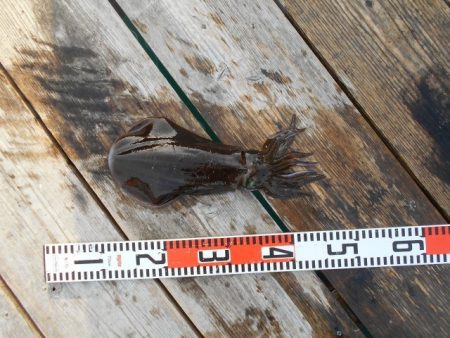 こかわ渡船　雅丸 釣果