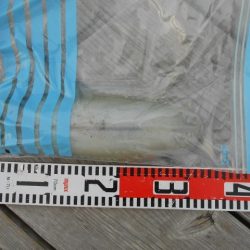 こかわ渡船　雅丸 釣果