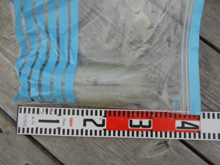 こかわ渡船　雅丸 釣果