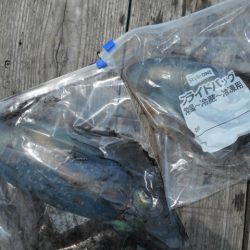 こかわ渡船　雅丸 釣果