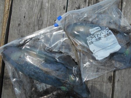 こかわ渡船　雅丸 釣果