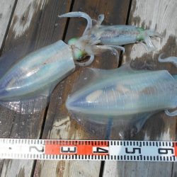 こかわ渡船　雅丸 釣果