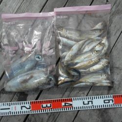 こかわ渡船　雅丸 釣果