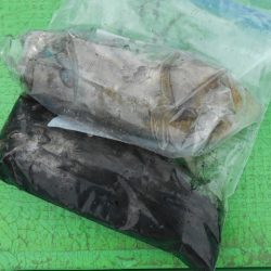 こかわ渡船　雅丸 釣果