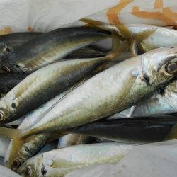 こかわ渡船　雅丸 釣果