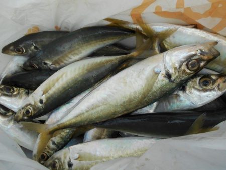 こかわ渡船　雅丸 釣果