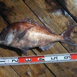 こかわ渡船　雅丸 釣果