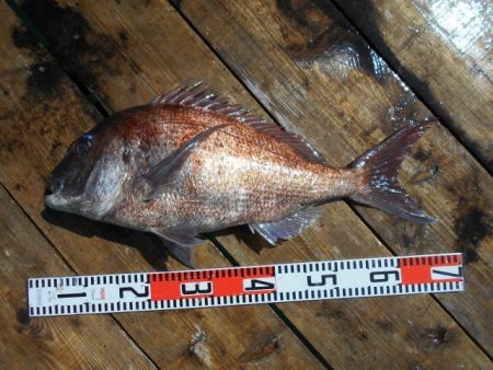 こかわ渡船　雅丸 釣果