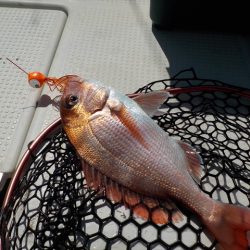 HARUKA丸 はるかまる 釣果