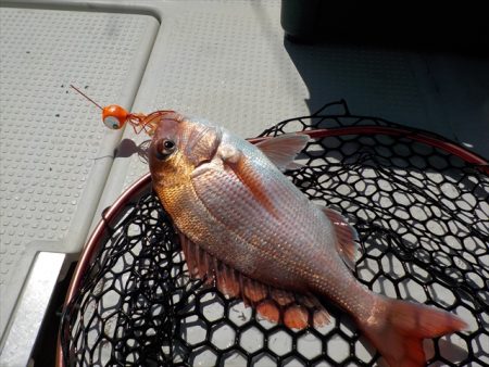 HARUKA丸 はるかまる 釣果