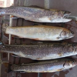 会津大川（会津非出資漁業協同組合） 釣果