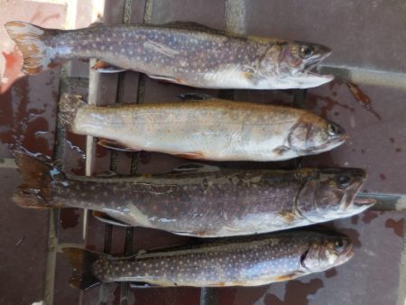 会津大川（会津非出資漁業協同組合） 釣果