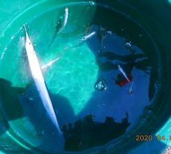 鹿島港魚釣園 釣果