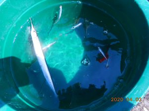 鹿島港魚釣園 釣果