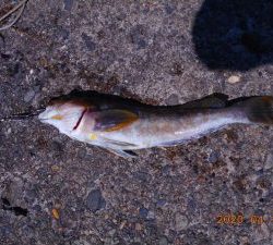 鹿島港魚釣園 釣果
