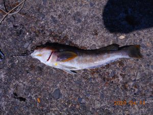 鹿島港魚釣園 釣果