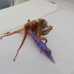 フィッシングボート空風(そらかぜ) 釣果