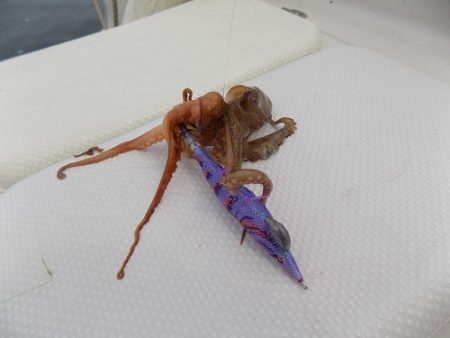 フィッシングボート空風(そらかぜ) 釣果