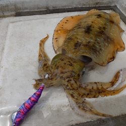 フィッシングボート空風(そらかぜ) 釣果