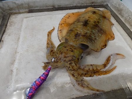 フィッシングボート空風(そらかぜ) 釣果