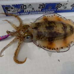 フィッシングボート空風(そらかぜ) 釣果