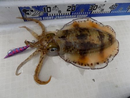 フィッシングボート空風(そらかぜ) 釣果